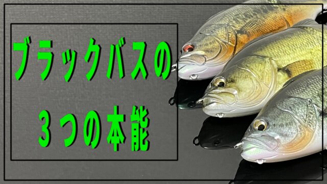 ブラックバスの３つの本能とは 理解することでバス釣りがもっと楽しくなる 釣りは知識力で決まる 釣果を残すサンデーアングラーの秘訣